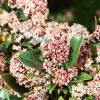 Homebase Shrub, Trees & Roses | Skimmia Japonica Rubella 11Cm