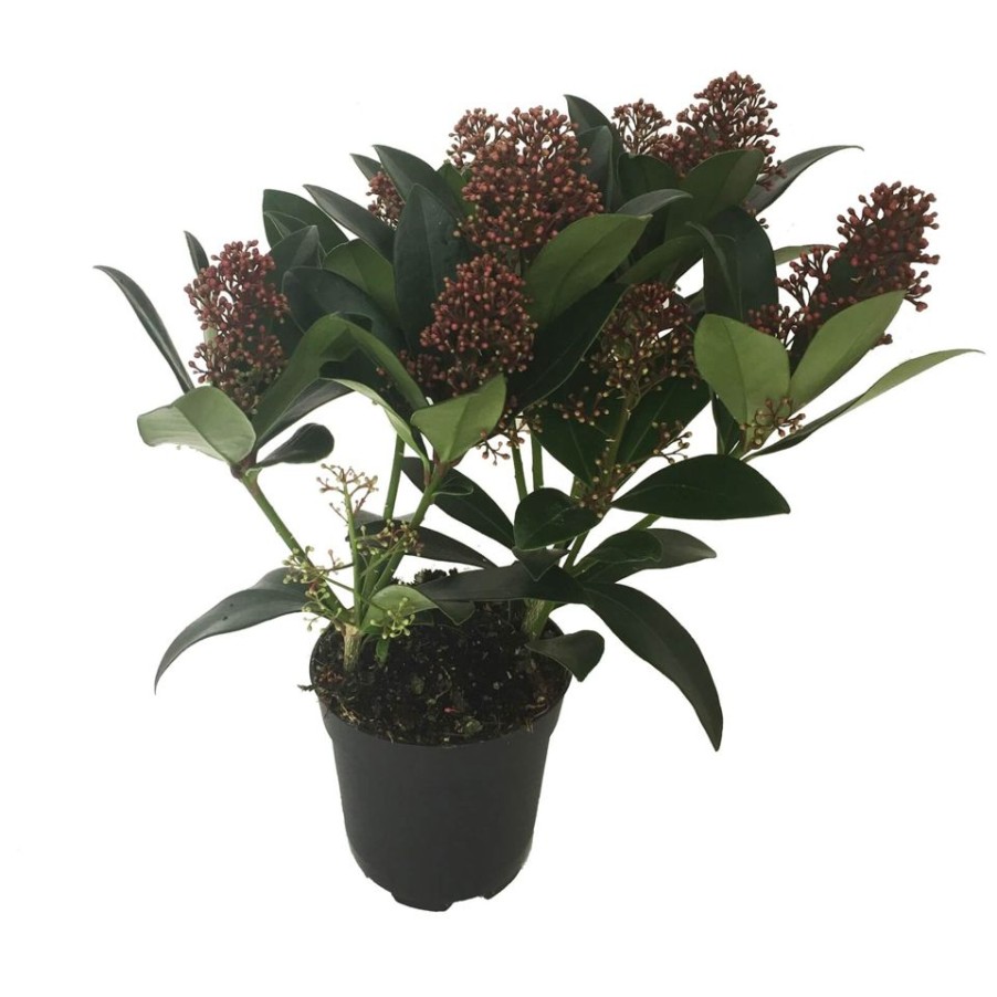 Homebase Shrub, Trees & Roses | Skimmia Japonica Rubella 11Cm