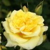 Homebase Shrub, Trees & Roses | Rose Shrub Yellow Mix - 4.5L