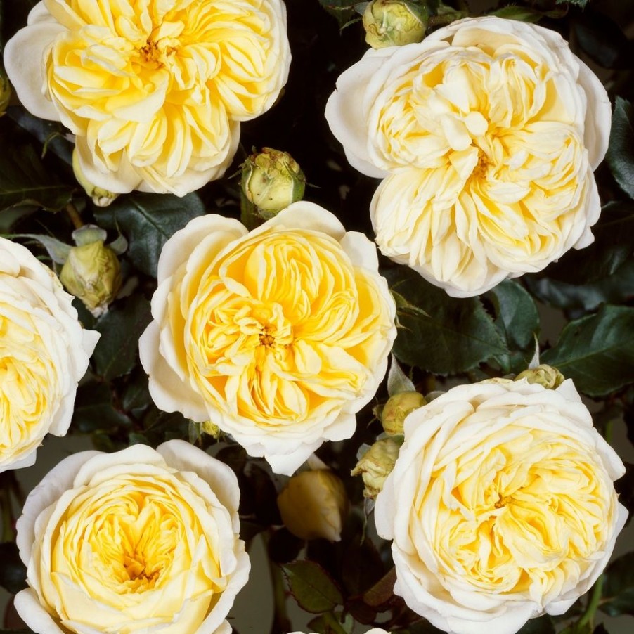 Homebase Shrub, Trees & Roses | Rose Shrub Yellow Mix - 4.5L