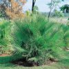 Homebase Specimen Plants | Chamaerops Humilis (Dwarf Fan Palm) - 28Cm