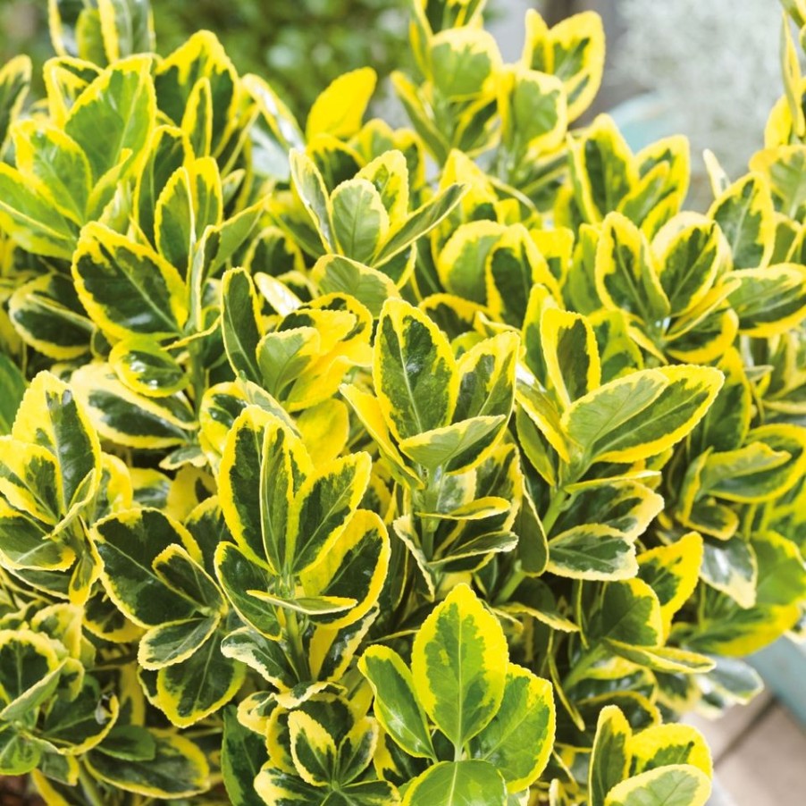 Homebase Specimen Plants | Euonymus Japonicus Aureus - 7L Quarter Standard