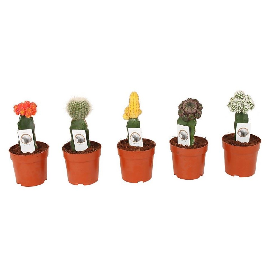 Homebase House Plants | Chin Cactus In Different Colours And Shapes