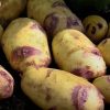 Homebase Grow Your Own | Kestrel Seed Potatoes - 5 Tubers