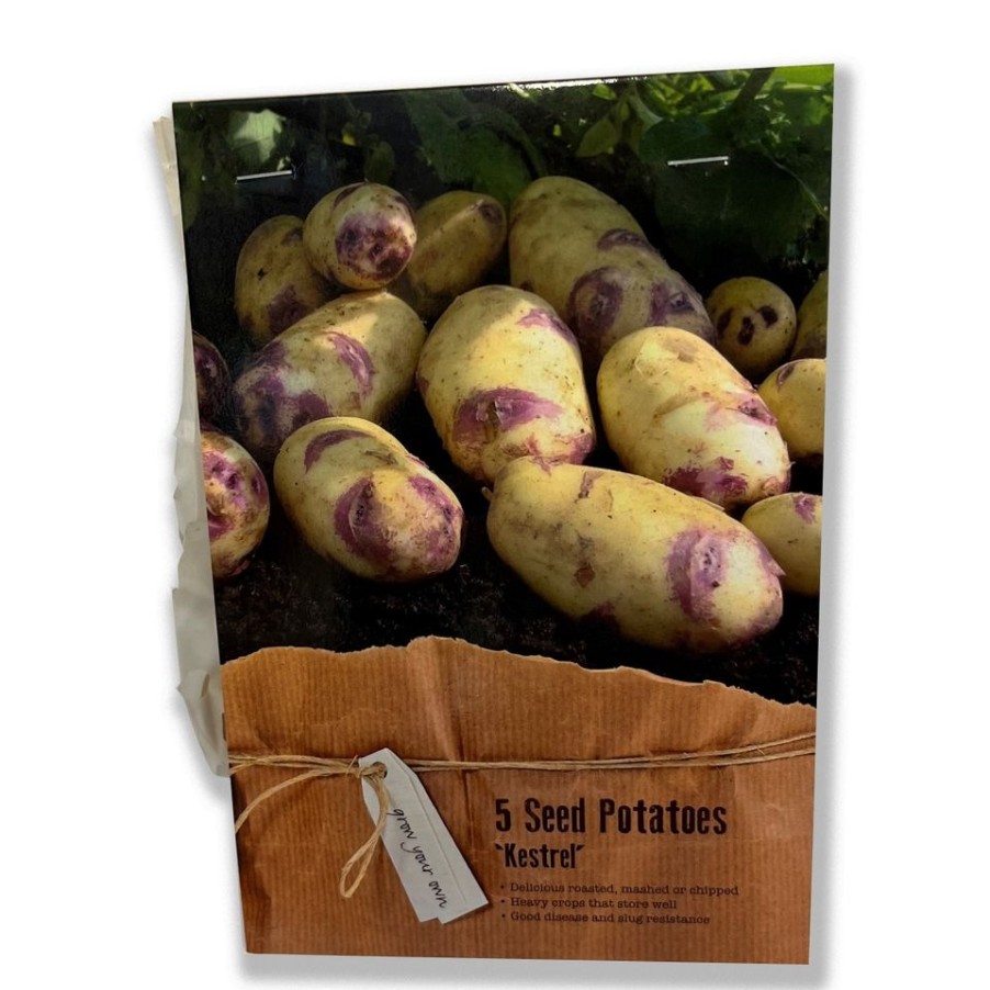 Homebase Grow Your Own | Kestrel Seed Potatoes - 5 Tubers