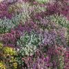 Homebase Shrub, Trees & Roses | Heather Erica - 13Cm