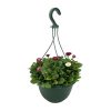 Homebase Planted Baskets & Containers | Bellis Coloured Hanging Pot 25Cm Spring