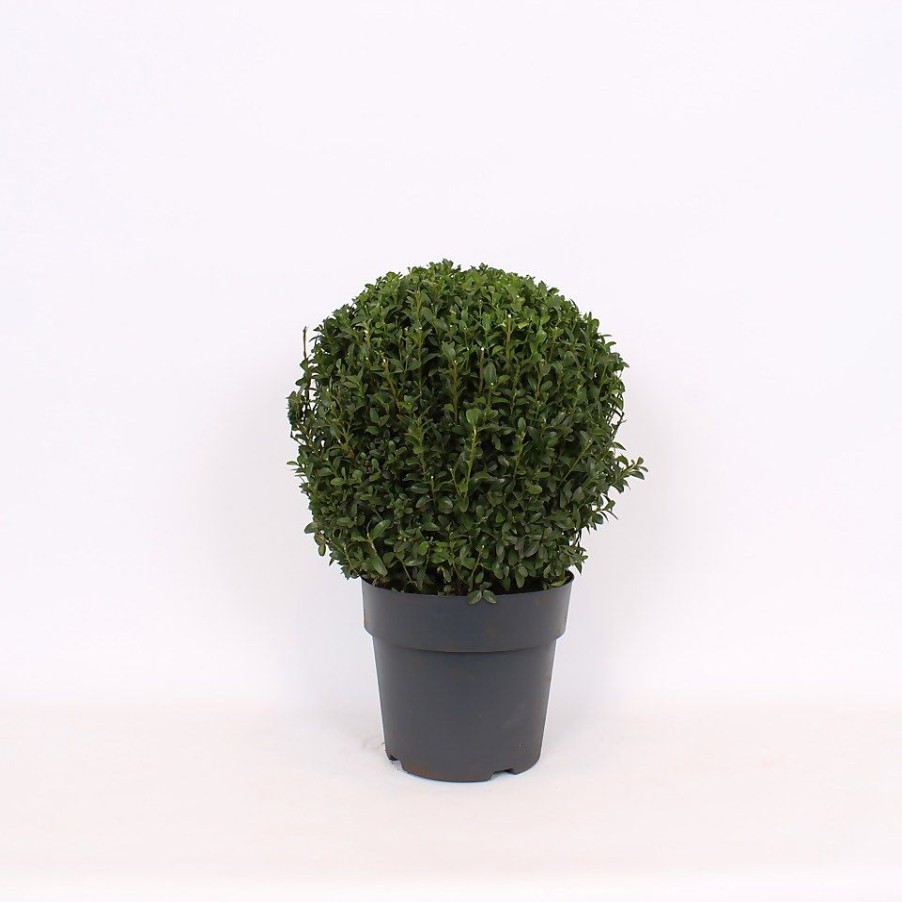 Homebase Specimen Plants | Buxus (Box) - 23Cm Ball Diameter 30-35Cm