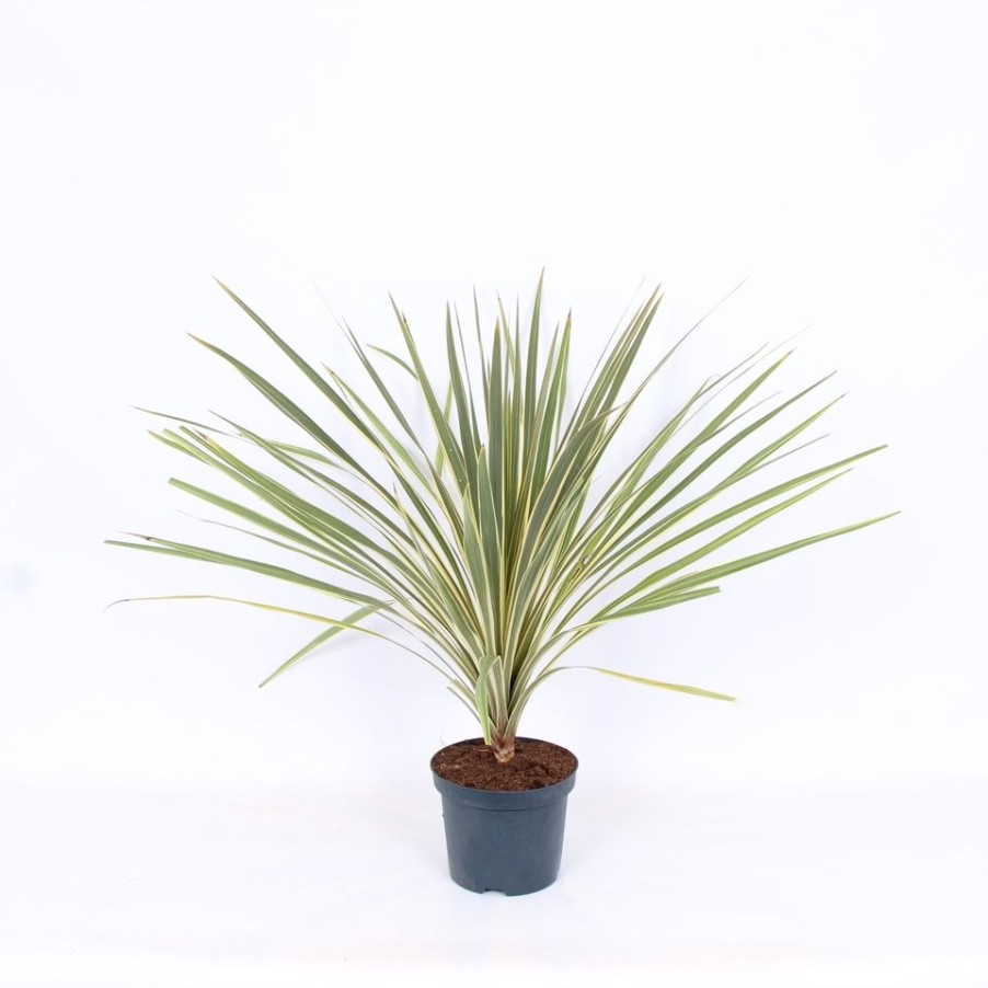 Homebase Shrub, Trees & Roses | Cordyline Australis Torbay Dazzler - 19Cm