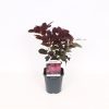 Homebase Shrub, Trees & Roses | Cotinus Coggygria Royal Purple - 17Cm