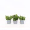 Homebase Grow Your Own | Herb Mint Mix - 14Cm