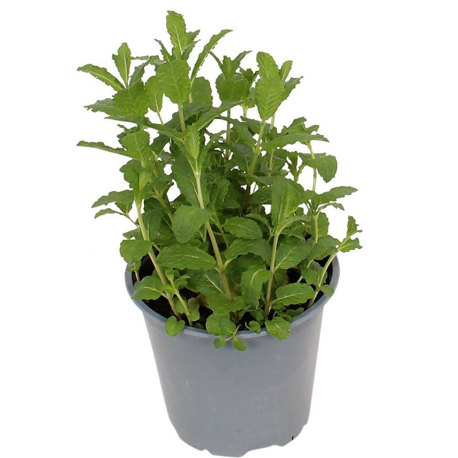 Homebase Grow Your Own | Herb Mint Mix - 14Cm