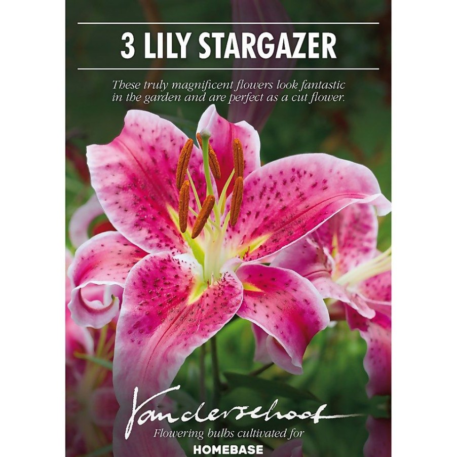 Homebase Summer Flowering Bulbs | Oriental Lily Stargazer Flower Bulbs