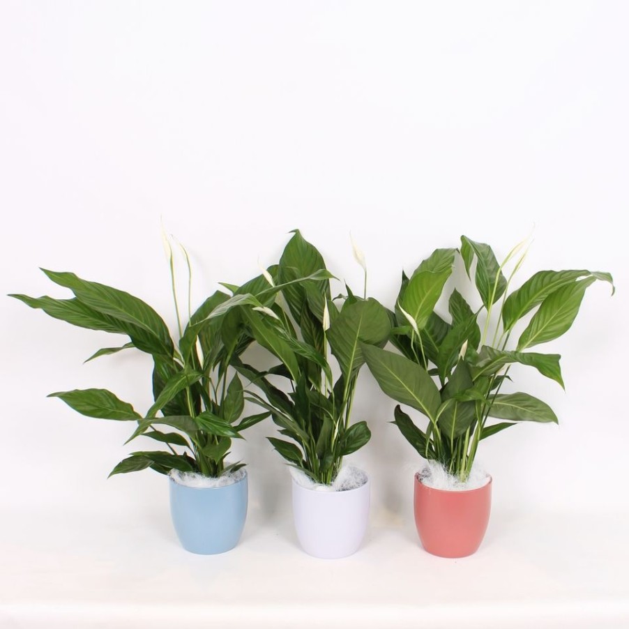 Homebase House Plants | Spathiphyllum (Peace Lily) House Plant In A Ceramic Pot - 17Cm