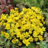 Homebase Perennial Plants | Winter Aconites 1L