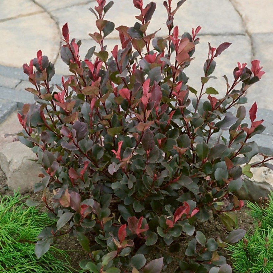 Homebase Specimen Plants | Photinia X Fraseri Red Robin 18L Half Standard