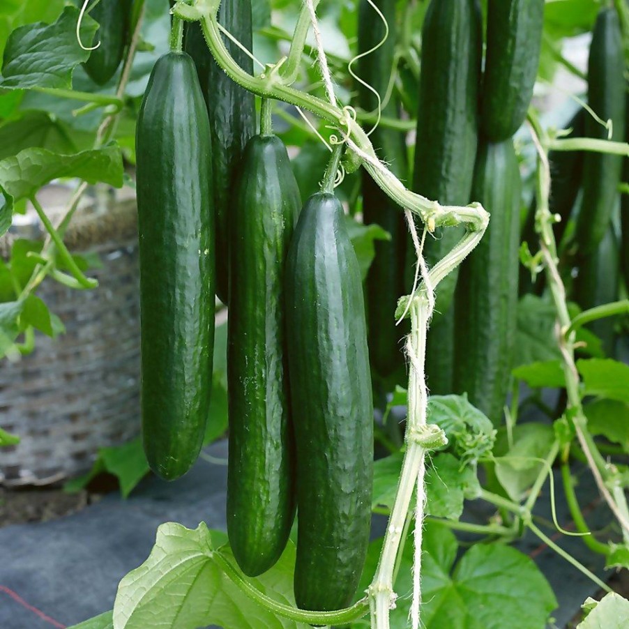 Homebase Grow Your Own | Cucumber Indoor Femspot - Vegetable 9Cm