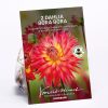 Homebase Summer Flowering Bulbs | Dahlia Bora Bora Bulbs