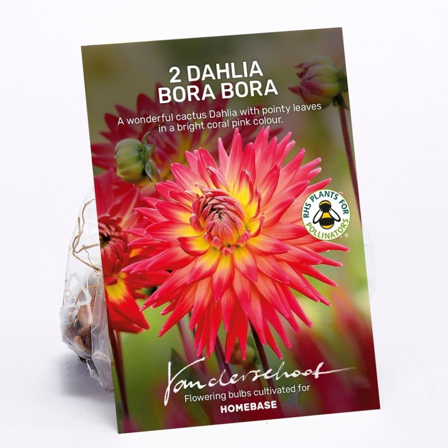 Homebase Summer Flowering Bulbs | Dahlia Bora Bora Bulbs