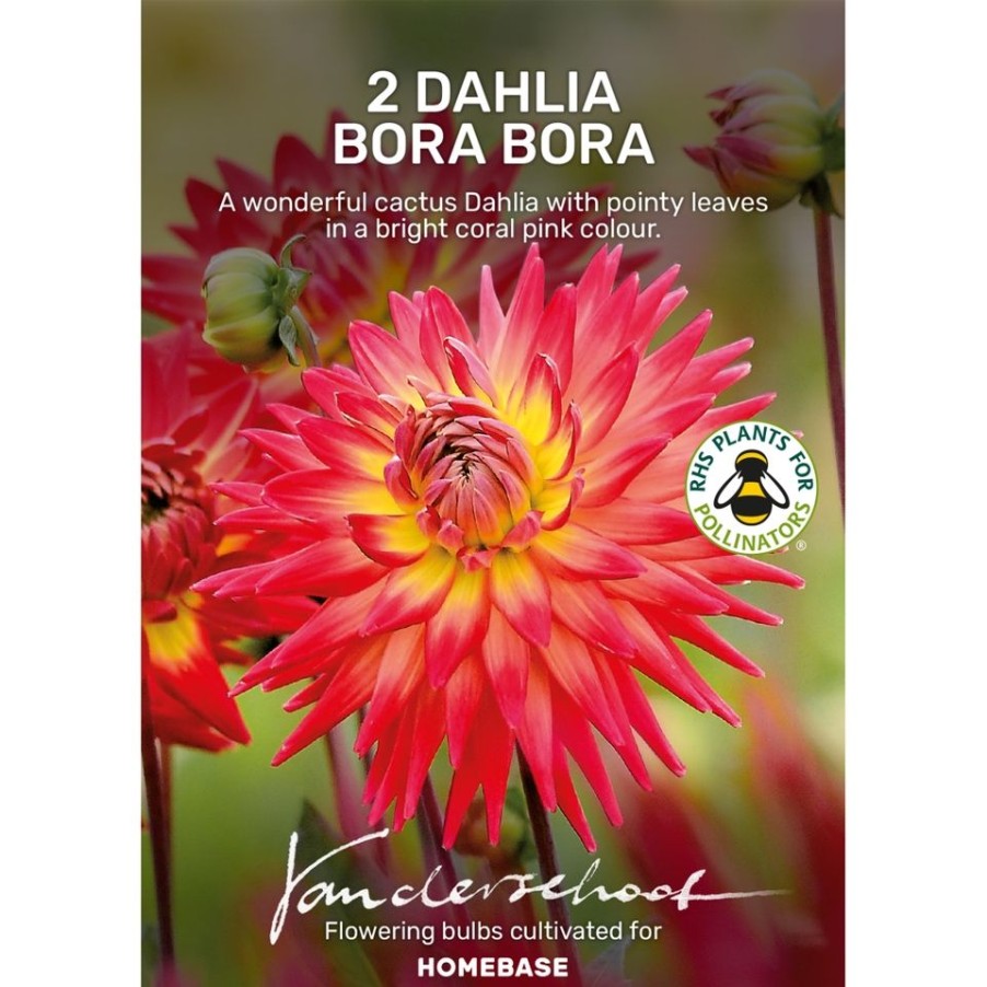 Homebase Summer Flowering Bulbs | Dahlia Bora Bora Bulbs