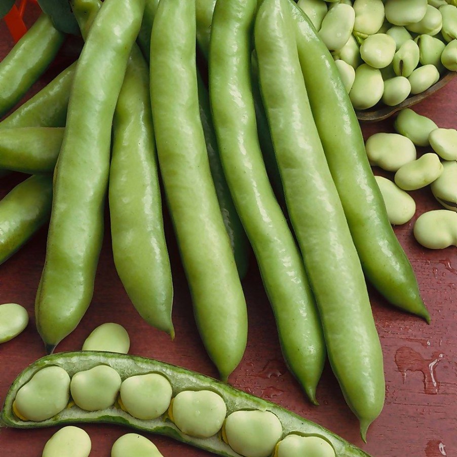 Homebase Grow Your Own | Vegetable Strip Broad Bean Bunyards Exhibition