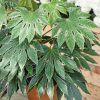 Homebase Shrub, Trees & Roses | Fatsia Japonica Spider Web - 7.5L