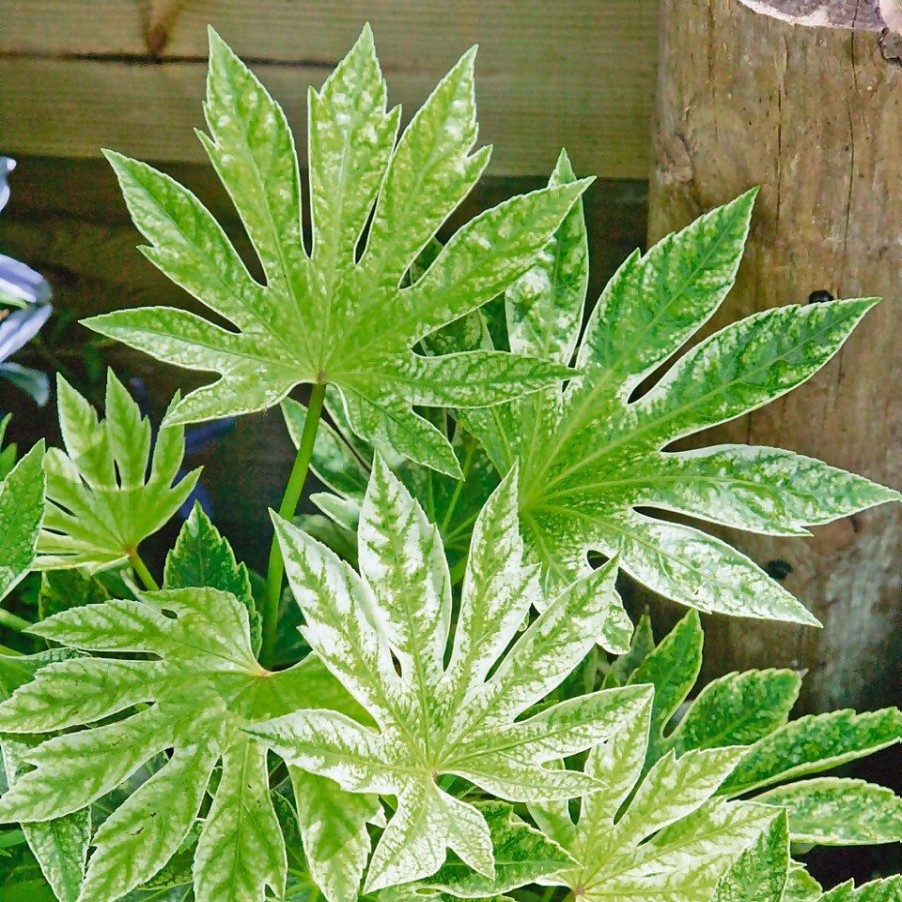 Homebase Shrub, Trees & Roses | Fatsia Japonica Spider Web - 7.5L