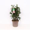 Homebase Shrub, Trees & Roses | Camellia Japonica Mix - 28Cm