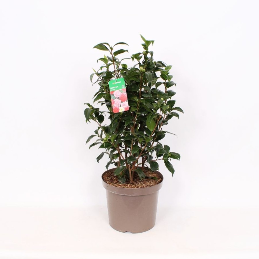 Homebase Shrub, Trees & Roses | Camellia Japonica Mix - 28Cm