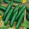 Homebase Grow Your Own | Vegetable Strip Mini Cucumber Hana