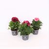 Homebase Bedding Plants | Pelargonium Grandiflorum (Candyflower) Mix - 12Cm