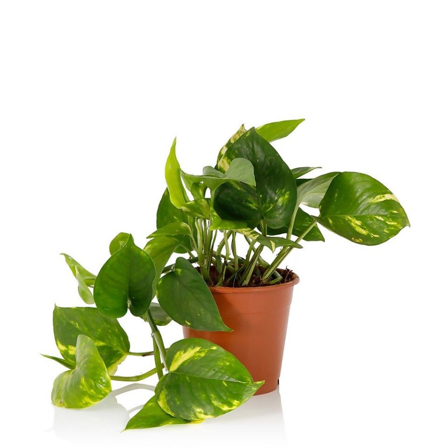 Homebase House Plants | Scindapsus Trailing Mix - 13Cm