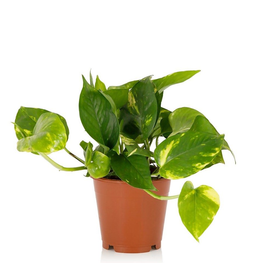 Homebase House Plants | Scindapsus Trailing Mix - 13Cm