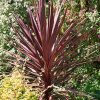 Homebase Shrub, Trees & Roses | Cordyline Australis Red 17Cm