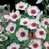 Homebase Seeds | Johnsons Linum Seeds - Bright Eyes