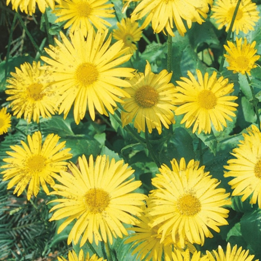 Homebase Perennial Plants | Doronicum Leonardo - 3L