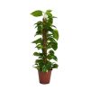 Homebase House Plants | Scindapsus (Devils Ivy) With 80Cm Moss Pole - 19Cm Pot