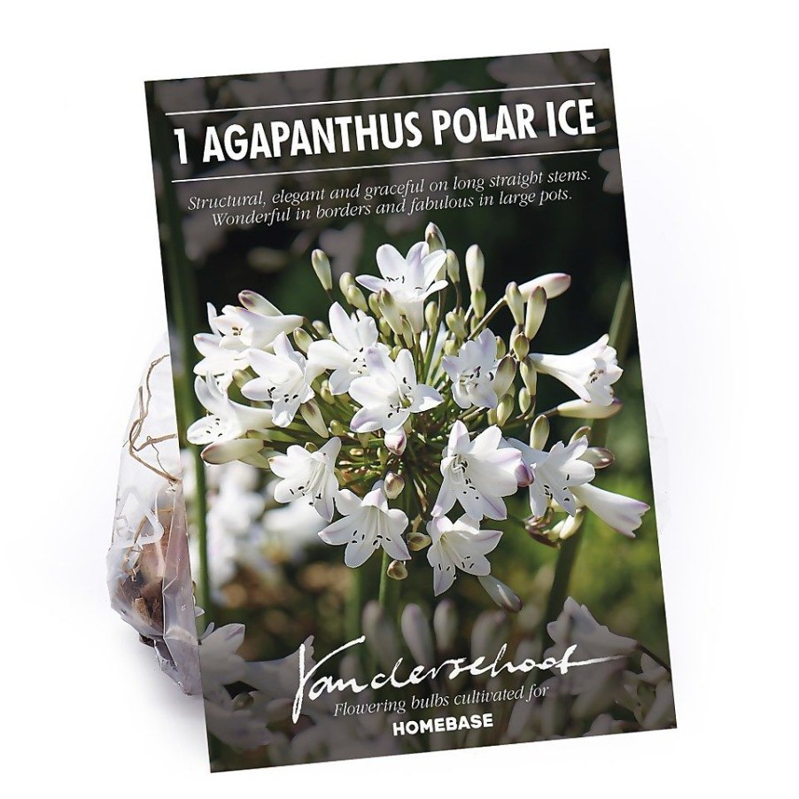 Homebase Summer Flowering Bulbs | Agapanthus Polar Ice Bulb