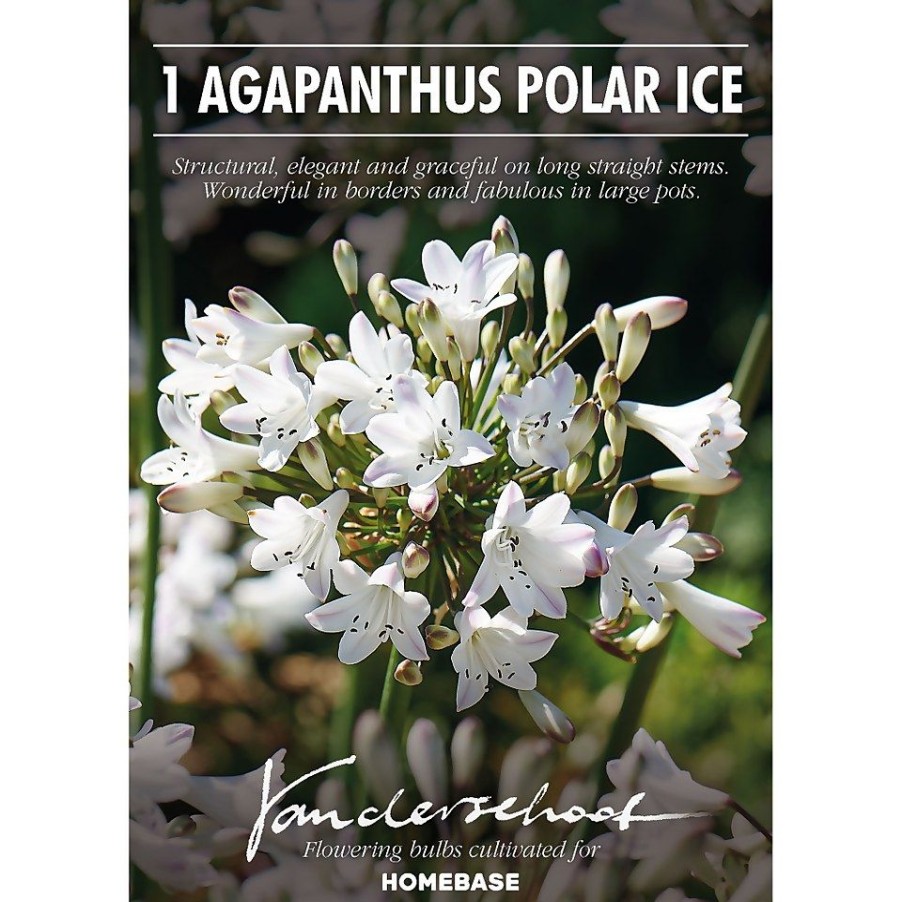 Homebase Summer Flowering Bulbs | Agapanthus Polar Ice Bulb