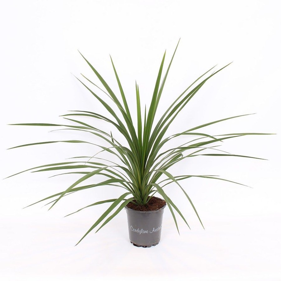 Homebase Shrub, Trees & Roses | Cordyline Australis 'Verde' - 17Cm