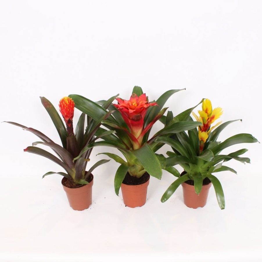 Homebase House Plants | Guzmania Mix - 12Cm