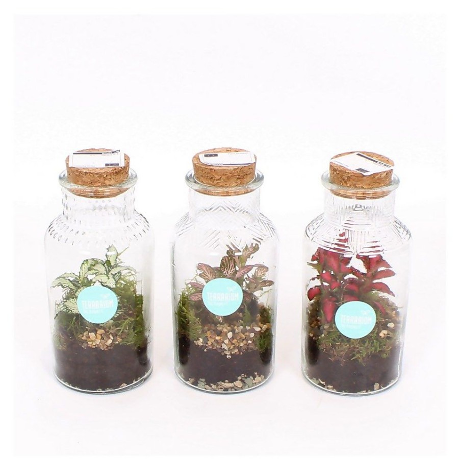 Homebase House Plants | Terrarium Arrangement 8 Cm