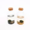 Homebase House Plants | Marimo Arrangement