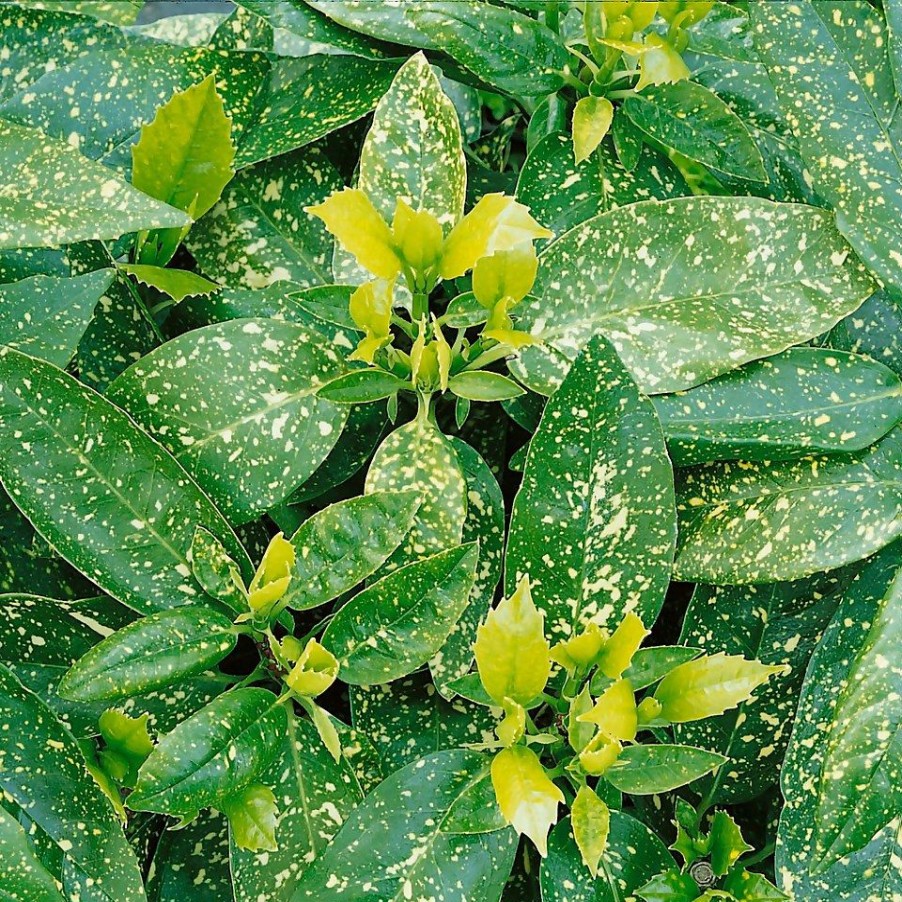 Homebase Shrub, Trees & Roses | Aucuba Japonica Variegata 19Cm