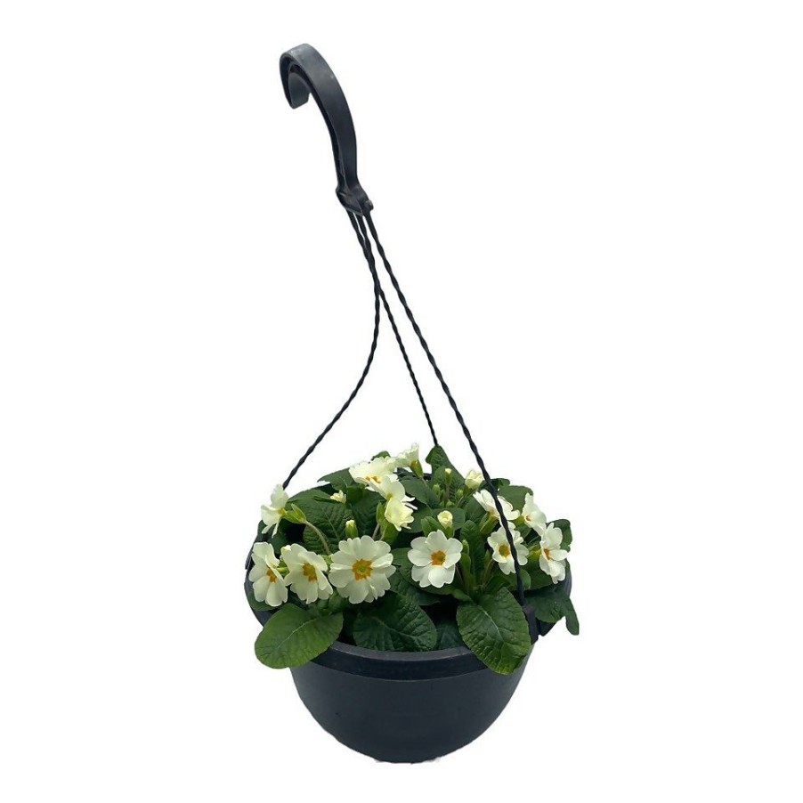 Homebase Planted Baskets & Containers | Primrose Coloured Hanging Pot 25Cm Spring