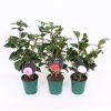 Homebase Shrub, Trees & Roses | Camellia Mix - 12Cm