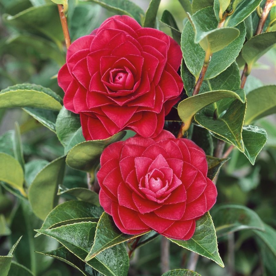 Homebase Shrub, Trees & Roses | Camellia Mix - 12Cm