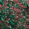 Homebase Shrub, Trees & Roses | Photinia X Fraseri Red Robin -10L