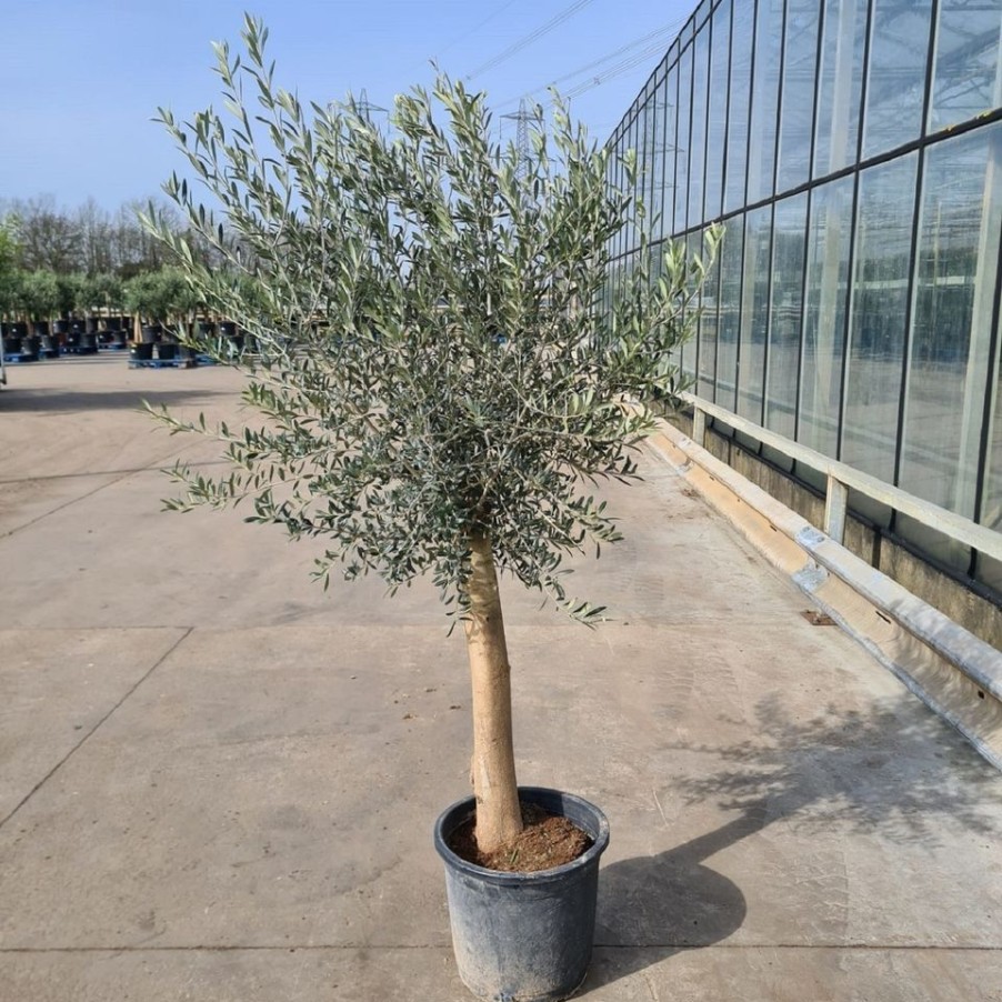 Homebase Specimen Plants | Olive Tree - 35L Mediterranean Large Standard