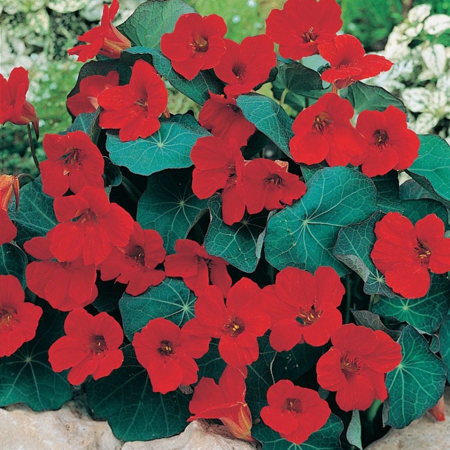 Homebase Seeds | Johnsons Nasturtium Seeds - Empress Of India